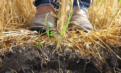 Hole in ground showing healthy soil with person in work clothes standing above it